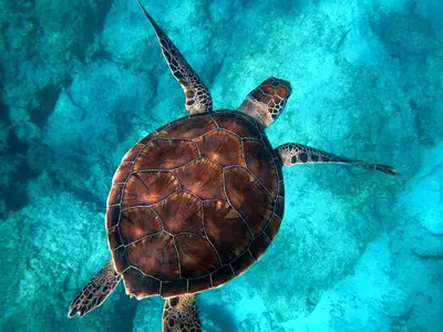 a green sea turtle swimming in the water at Aparthotel Por do Sol in Sal Rei