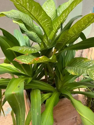 a plant with green leaves in a wooden container at Joia Escondida in Santa Maria