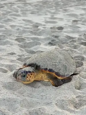 a turtle laying on the sand on a beach at Santa Maria Central Stay in Santa Maria