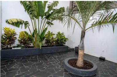 a palm tree in a pot in a room with plants at o som das ondas in Praia