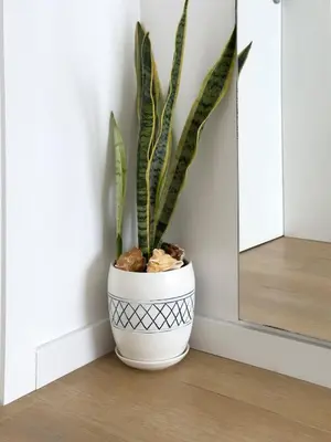 a plant in a white vase next to a mirror at Cozy 1-bdr apt, Cidadela - LCGR in Praia