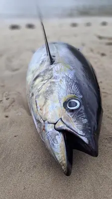 a fish head in the sand on the beach at Kasa surf in Porto Novo