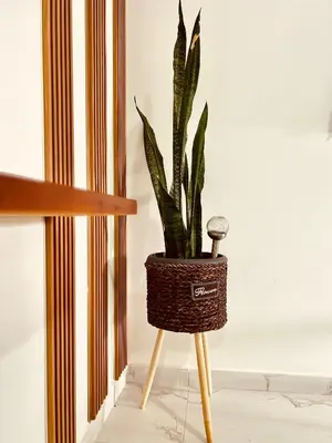 a plant sitting on a stand next to a wall at Salinas Breeze in Santa Maria
