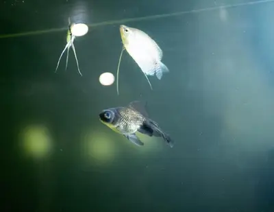 two fish are swimming in the water at Top-Level Pool in Praia