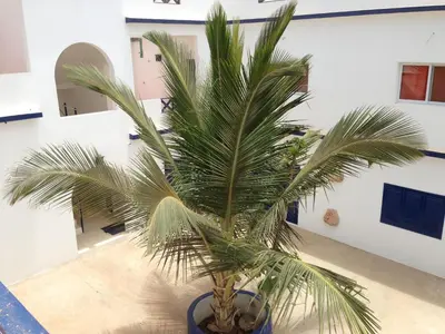a palm tree is sitting in a room at Maio Relax in Vila do Maio