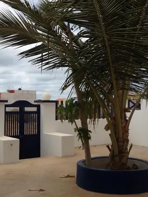 a palm tree in a blue pot next to a building at Maio Relax in Vila do Maio