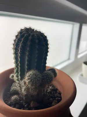 a cactus in a pot sitting on a table at Studio Sol e Sal in Santa Maria