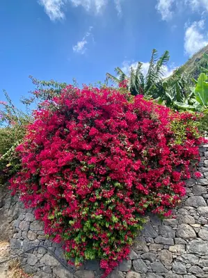 a large bush of pink flowers on a stone wall at Penthouse Lieblingsplatz - Favorite place frontline in Sal Rei