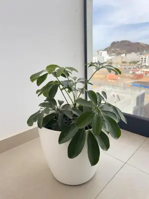 a plant in a white pot sitting on a window sill at Spacious 2 bdr aprt, rooftop pool - LCGR in Praia