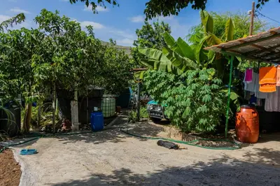 a yard with a bunch of bananas next to a house at Hospedaria Santo António in Praia Baixo