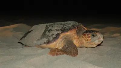 a green and orange turtle laying on the sand at Prainha Beach Home in Praia
