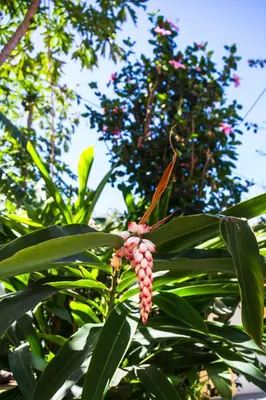 a tree with a bunch of red berries on it at Quinta Toca do leão in Ribeira Grande