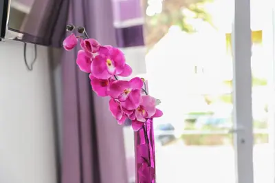 a pink flower in a pink vase next to a window at Hotel Cesaria in Praia