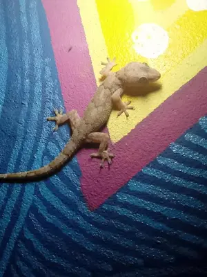 a lizard is sitting on a colorful rug at Black Mamba in Paul