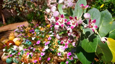 a bunch of flowers in a basket with fruit at Torre Sabina in Vila do Maio