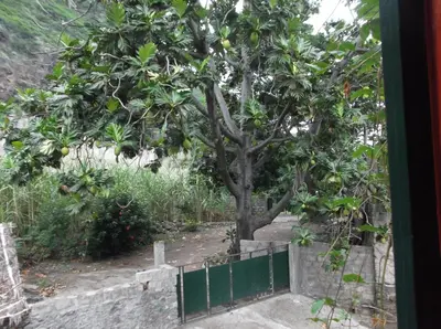 a tree in a garden with a green fence at Misurino in Paul