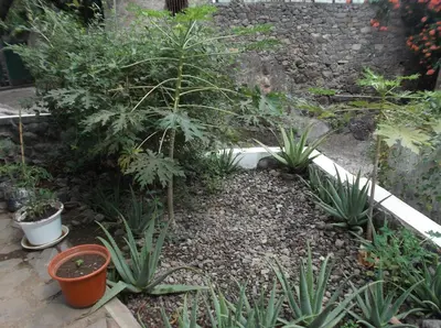 a garden with some plants in a yard at Misurino in Paul