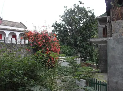 a bush with red flowers next to a fence at Misurino in Paul
