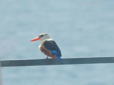 a bird is sitting on a pole at Villa Halcyon Caboverde in Cidade Velha