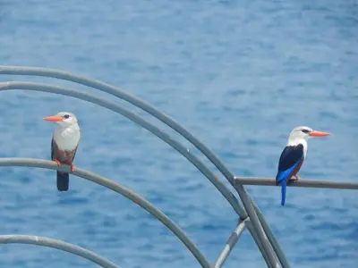 two birds sitting on a metal railing near the water at Villa Halcyon Caboverde in Cidade Velha