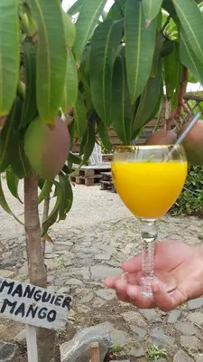 a person holding a glass of orange juice next to a tree at Cote de France in Fundura