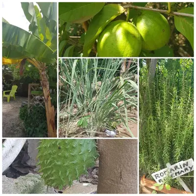 a collage of pictures of plants and fruits and vegetables at Cote de France in Fundura
