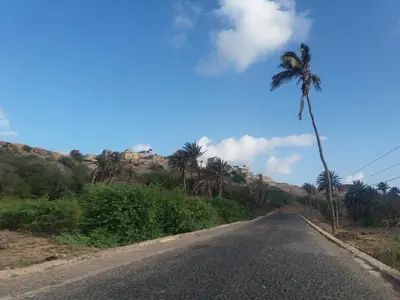 a palm tree on the side of a road at Aparthotel Ca Bonita in Sal Rei