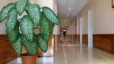 a green plant in a hallway in a building at Aparthotel Santa Maria Beach in Santa Maria