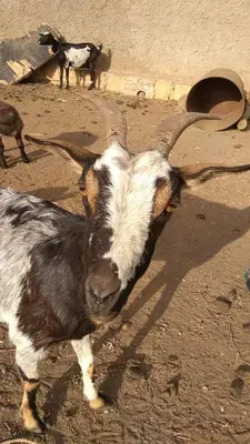 a goat with long horns standing in the dirt at Barracudamaio in Morro