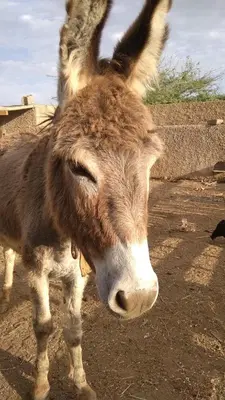 a brown and white donkey standing in the dirt at Barracudamaio in Morro