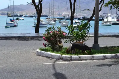 a goat eating grass on the side of a road with boats at Studio M in Mindelo
