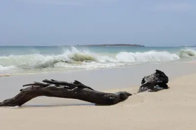 a piece of drift wood on the beach at EMPFEHLUNG der MEERJUNGFRAU in Sal Rei