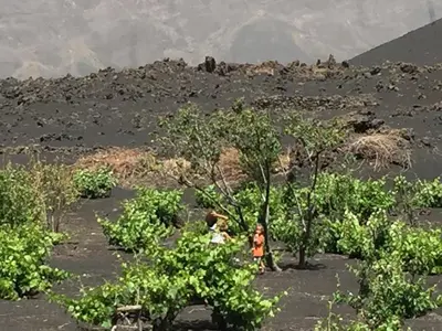 a person standing in a field with trees at Casa Marisa 2.0 in Portela