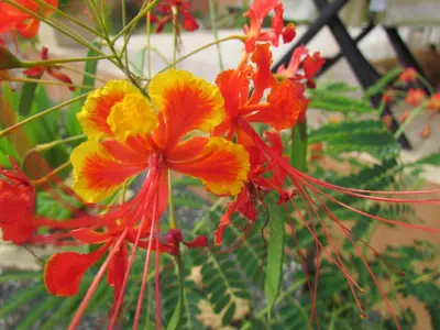 a bunch of red and yellow flowers on a plant at A Caminhada in Morro