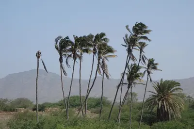 a group of palm trees in front of a mountain at A Caminhada in Morro