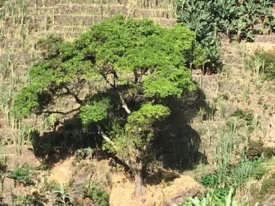 a tree in the middle of a field at Guest House Frontera in Pinto