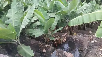 a group of green plants in a field at casa xoxo in Ribeira Grande