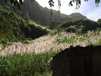 a field of tall grass with a mountain in the background at Aparthotel Praiano in Praia