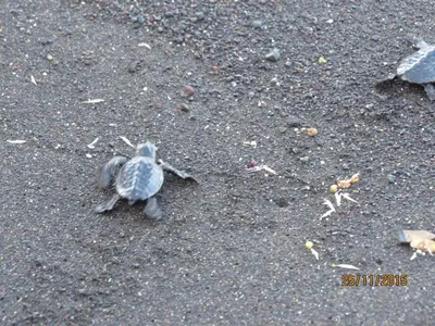 a small turtle walking on the ground at Casa Branca in Porto Novo