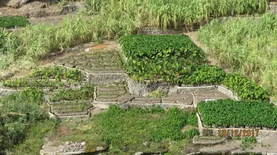 an aerial view of a garden with plants at Casa Branca in Porto Novo