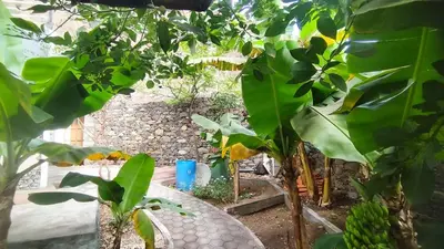 a garden with a bunch of banana trees and a table at Wahnon Guesthouse in Paul