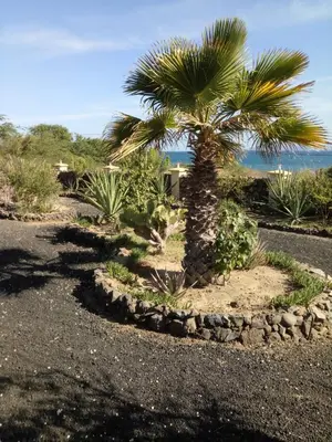 a palm tree in a garden with the ocean in the background at Chambre indépendante in Porto Novo