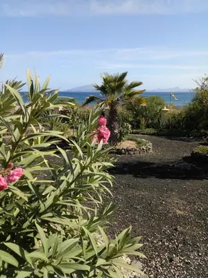 a bush with pink flowers in front of the ocean at Chambre indépendante in Porto Novo