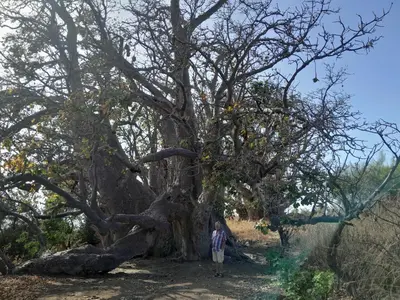 a person standing next to a large tree at chez albino guest house in São Filipe