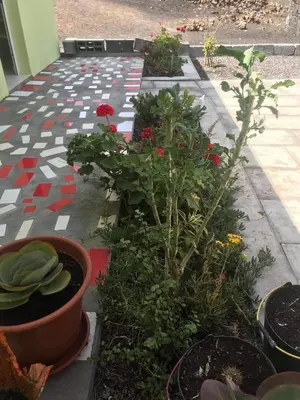 a garden with flowers and plants on a sidewalk at Casa helena in Portela