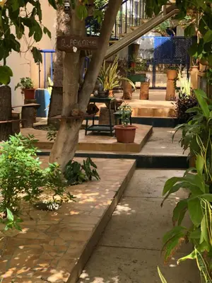 a garden with a tree and some plants at Splendid Guest Suite with Separate Private Ocean View Terrace in Praia