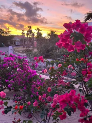 a group of pink flowers with a sunset in the background at Villa Alfredo Marchetti Nº13 A Suites on the Beach, Praia de Chaves, Boa Vista in Cabeçadas