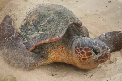a turtle is laying on the sand at Kasa Mona in Calheta Do Maio