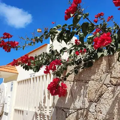 Casa Djarmai Apartments