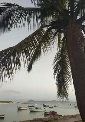 a palm tree and boats in the water at Ca' Santa Barbara, Free Wi-fi, Sea view, Sal Rei, Boa Vista, Cape Verde in Sal Rei